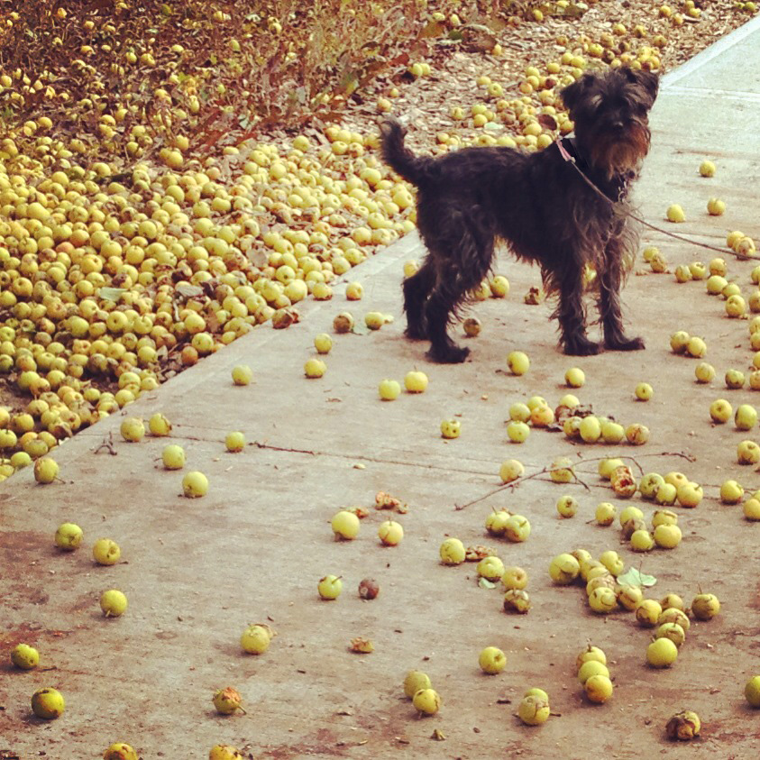 Piper standing in apples Piper standing in apples