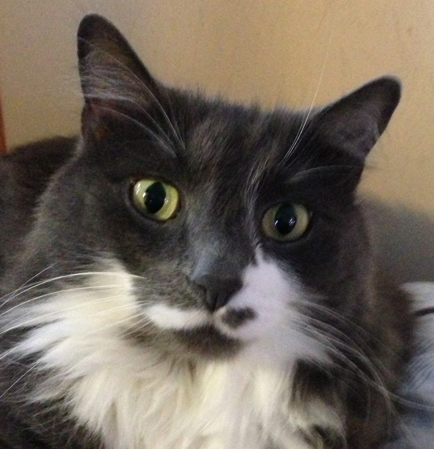 Steel the cat Steel the cat
