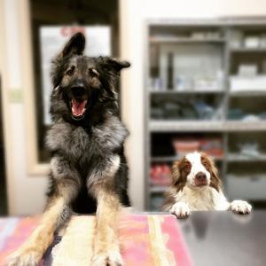 Jake and Watson at our counter