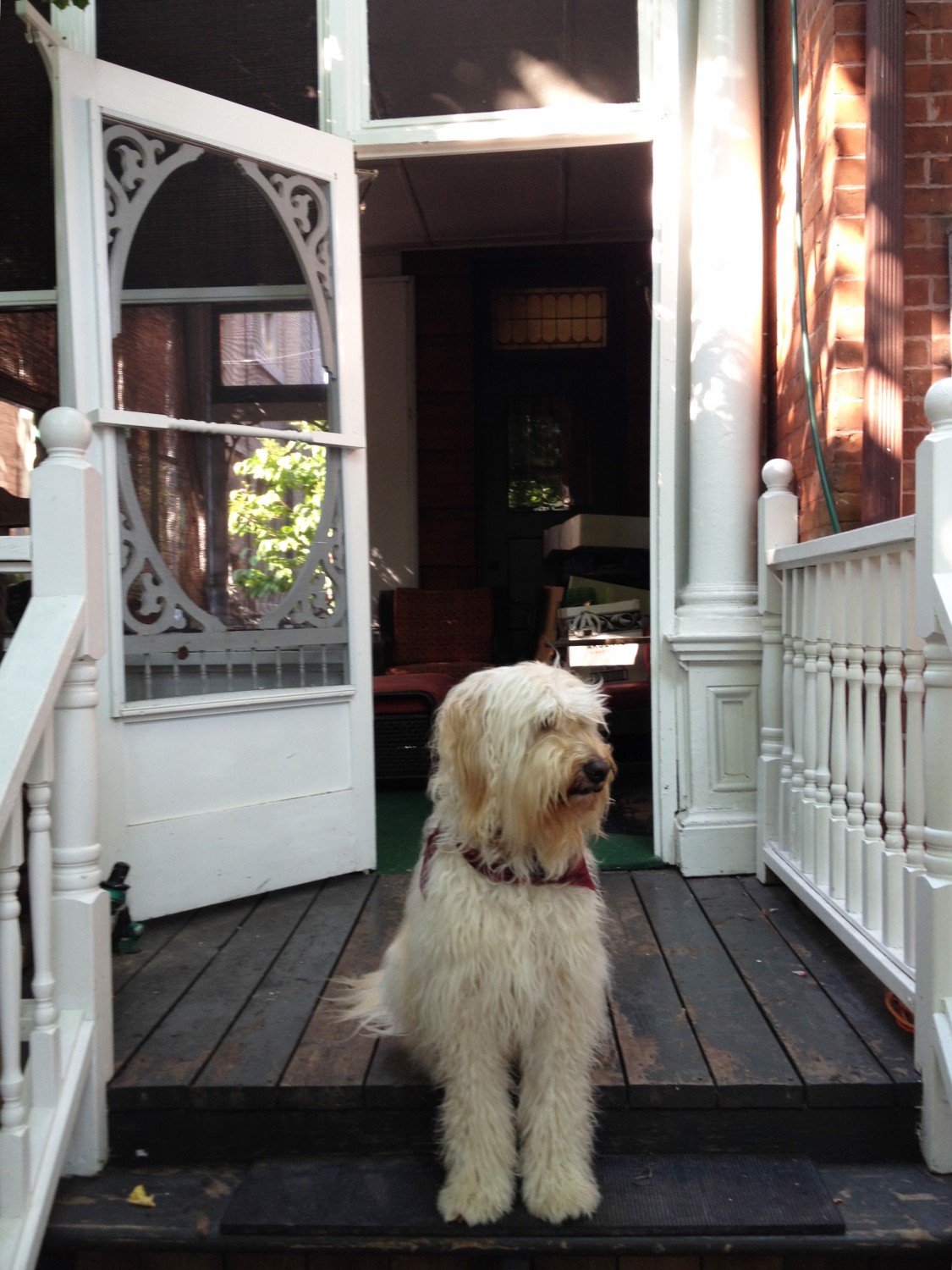 white dog on front porch