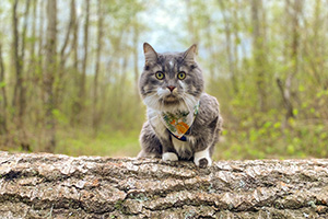 cat on log