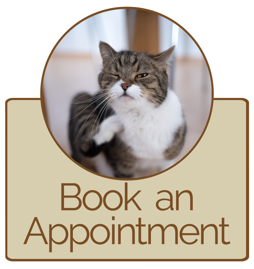 Book an Appointment